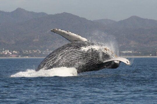 Private Whale Watching Tour in Puerto Vallarta