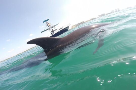 Private Wild Dolphin Encounter in Puerto Vallarta