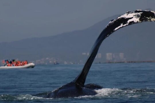 Private Dolphin Watching in Puerto Vallarta for 3 Hours