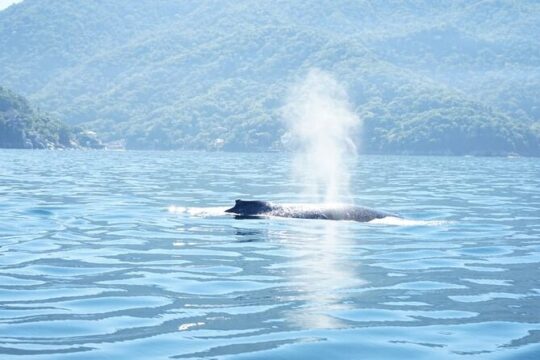 3 Hours of Whale Watching in Puerto Vallarta