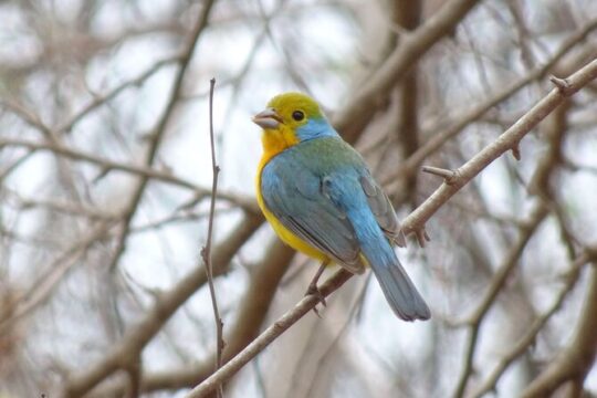 Sierra Madre highland birds (Tuito)