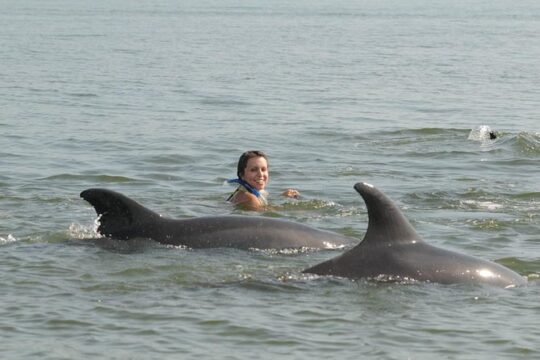 Watch and Swim with Dolphins in the Wild