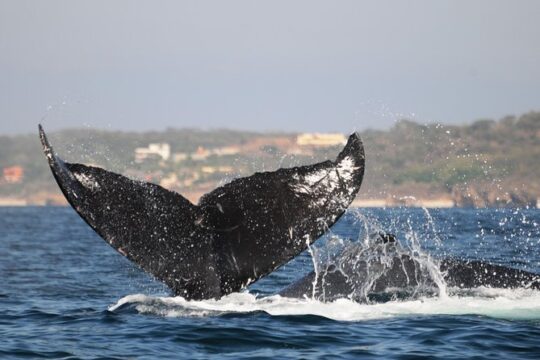 Whale Watching Tour leaded by biologist at 1 pm