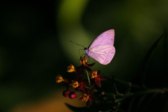 Butterfly Experience Nature Park Admission