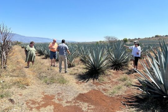 Tequila Jalisco Full Day Tour from Puerto Vallarta