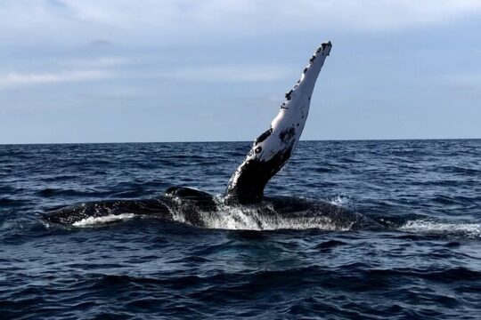 Humpback Whale Watching Private Tour