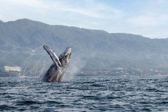 Whale Watching Guaranteed Experience in Puerto Vallarta